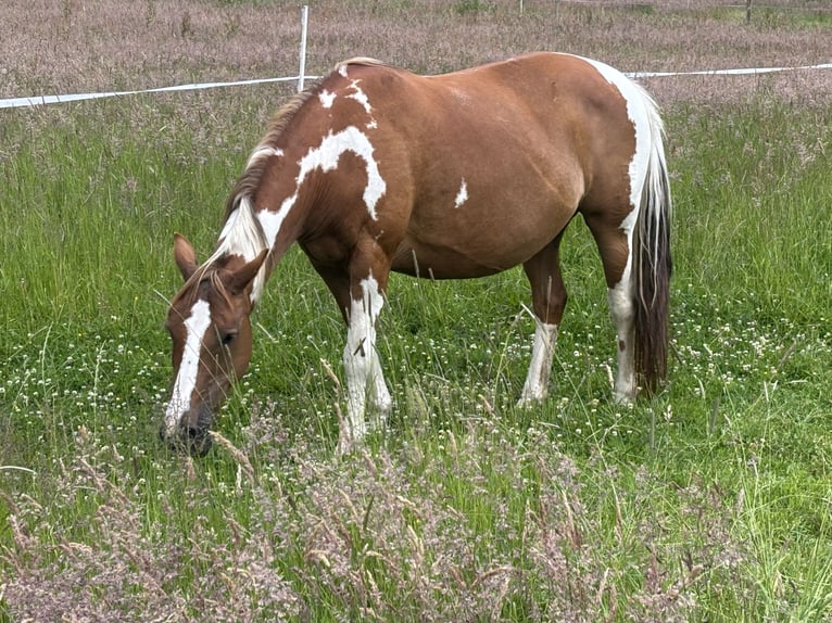 Pintos Mare 16 years 14.1 hh Pinto in Holste