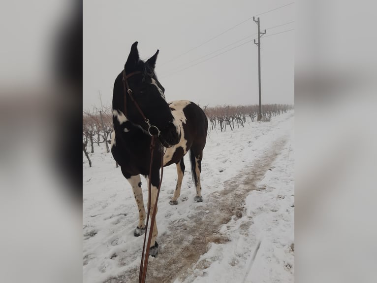 Pintos Mare 16 years 15,1 hh Pinto in Enzesfeld-Lindabrunn