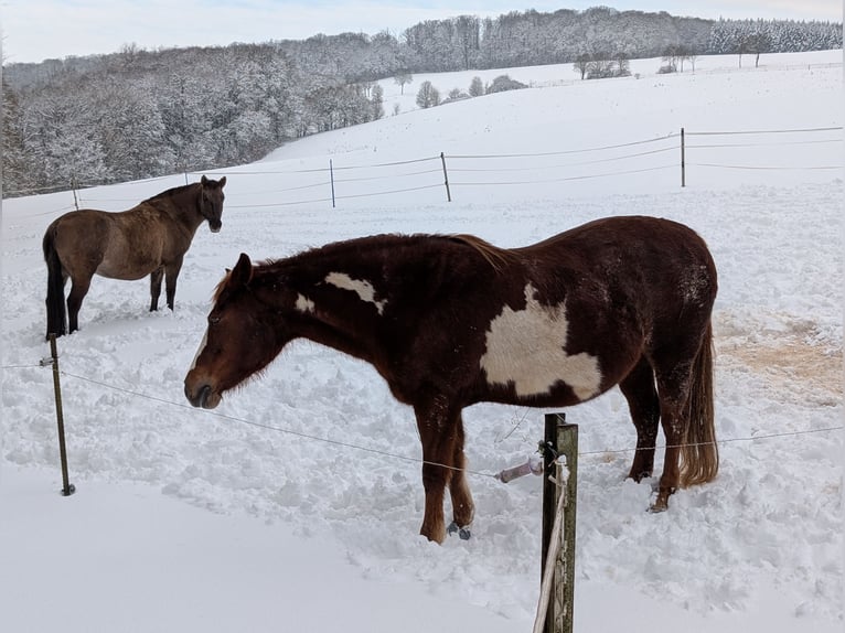 Pintos Mix Mare 16 years 15 hh Overo-all-colors in Schonungen
