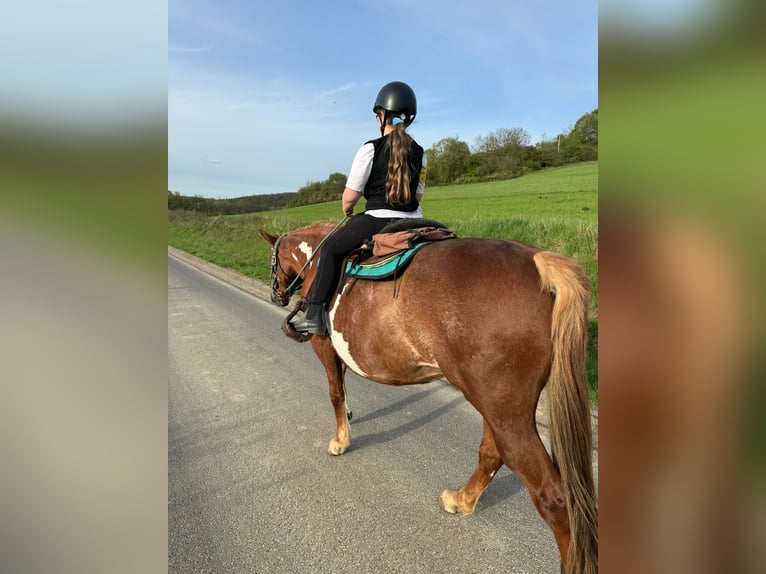 Pintos Mix Mare 16 years 15 hh Overo-all-colors in Schonungen