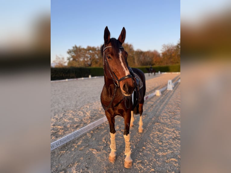 Pintos Mare 17 years 15,2 hh Pinto in Schopfheim