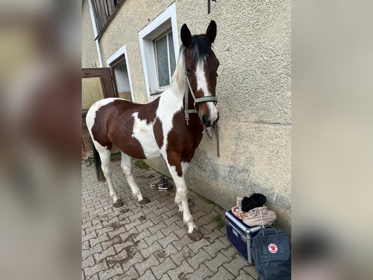 Pintos Mare 19 years 15,1 hh Pinto in Pielenhofen