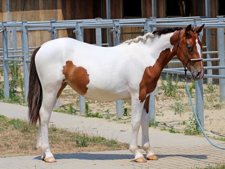 Pintos Mix Mare 1 year 12.3 hh Pinto in Pér