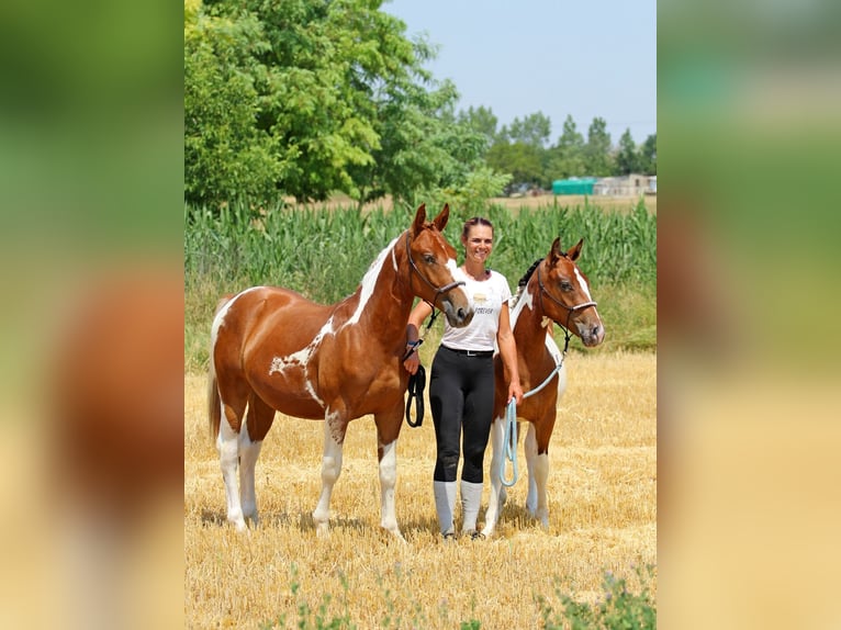 Pintos Mix Mare 1 year 12.3 hh Pinto in Pér