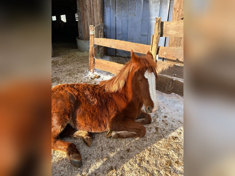 Pintos Mix Mare 1 year 13,1 hh Chestnut-Red in Drolshagen
