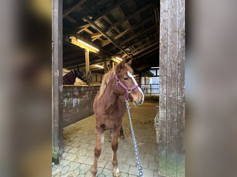 Pintos Mix Mare 1 year 13,1 hh Chestnut-Red in Drolshagen