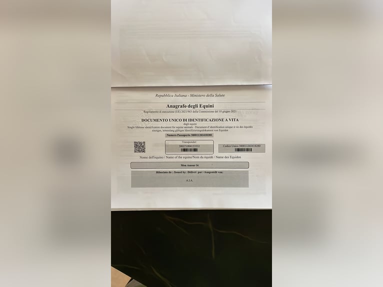 Pintos Mix Mare 1 year 13,2 hh Tobiano-all-colors in Brindisi