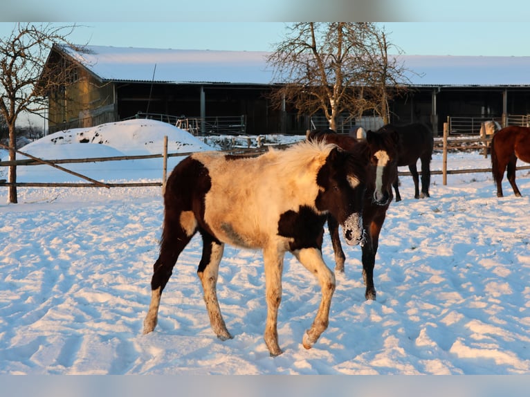 Pintos Mix Mare 1 year 14,3 hh Pinto in Buchen (Odenwald)