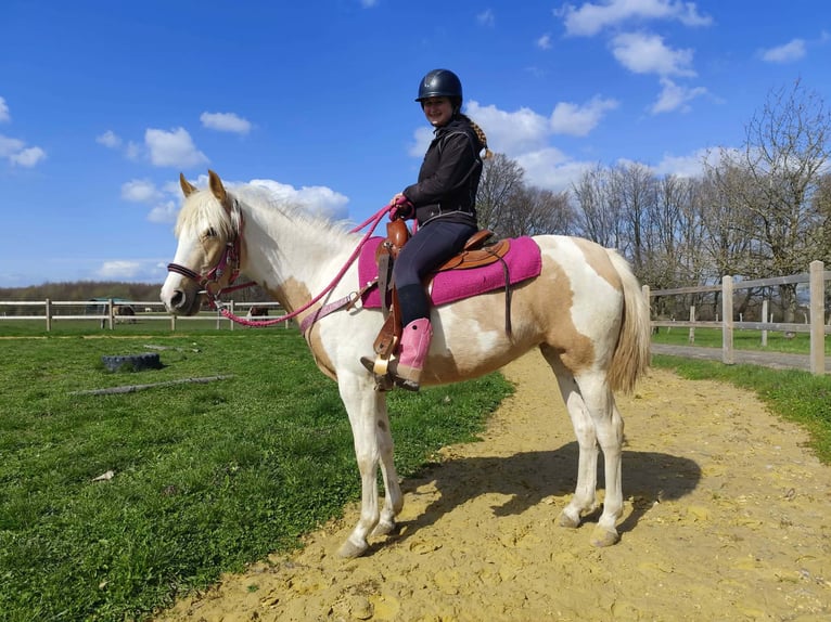 Pintos Mare 1 year 15.1 hh Pinto in Linkenbach