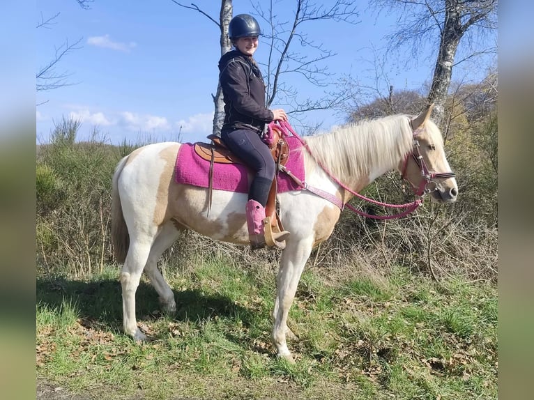 Pintos Mare 1 year 15.1 hh Pinto in Linkenbach