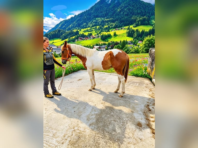 Pintos Mare 1 year 15.2 hh Pinto in Rußbach am Paß Gschütt