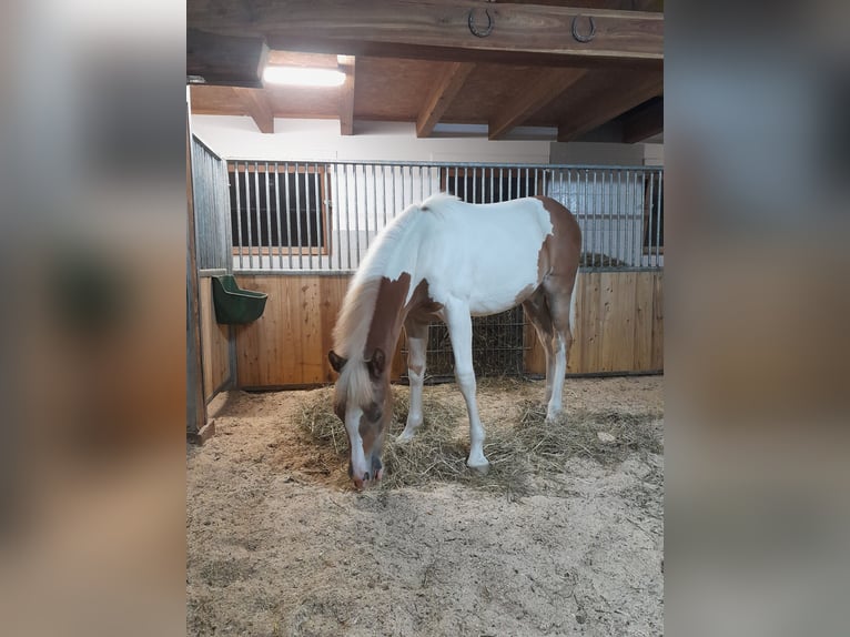 Pintos Mix Mare 1 year 15,1 hh Pinto in Gries im Sellrain