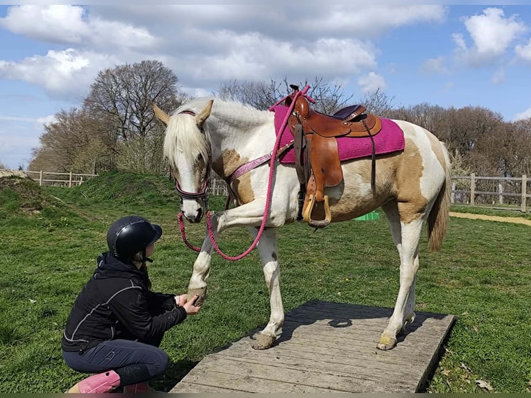Pintos Mare 1 year 15,1 hh Pinto in Linkenbach