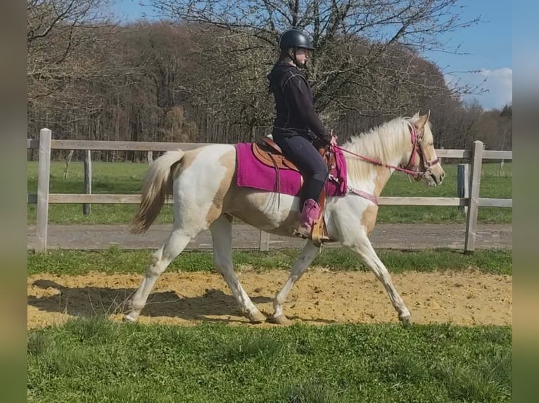 Pintos Mare 1 year 15,1 hh Pinto in Linkenbach