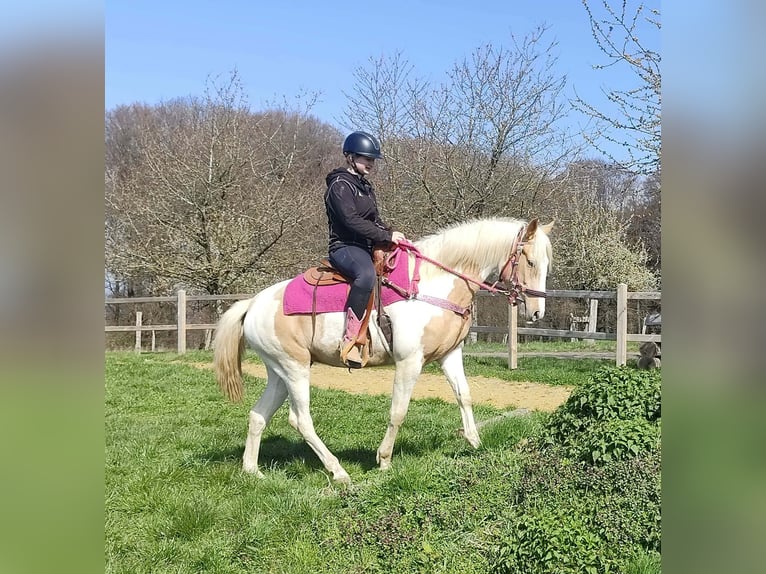 Pintos Mare 1 year 15,1 hh Pinto in Linkenbach