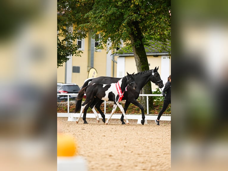 Pintos Mare 1 year 16,1 hh Pinto in Altmelon