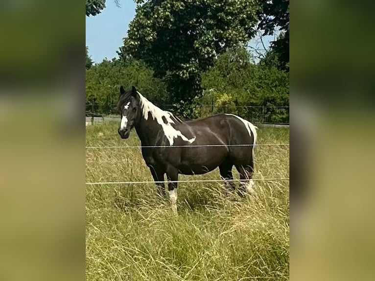 Pintos Mare 1 year 16 hh Pinto in G&#xFC;sten