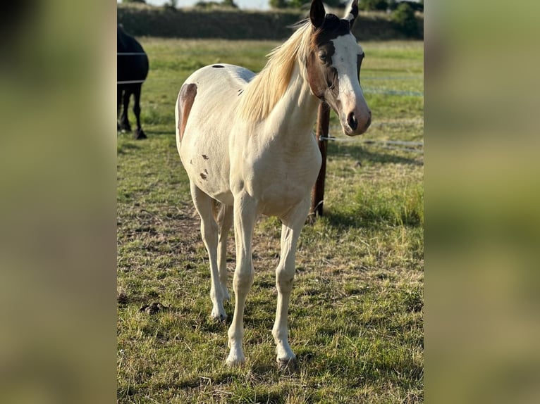Pintos Mare 1 year 16 hh Pinto in G&#xFC;sten