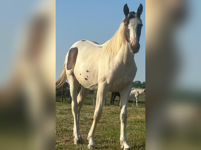 Pintos Mare 1 year 16 hh Pinto in G&#xFC;sten