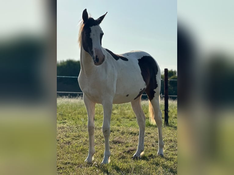 Pintos Mare 1 year 16 hh Pinto in G&#xFC;sten