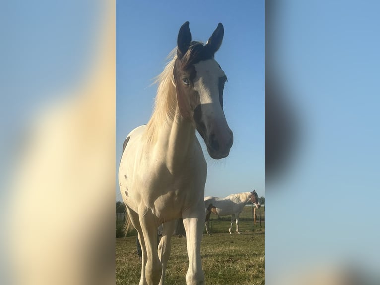 Pintos Mare 1 year 16 hh Pinto in G&#xFC;sten