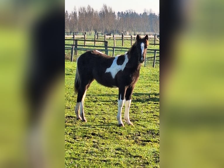 Pintos Mare 1 year Tobiano-all-colors in Gavere