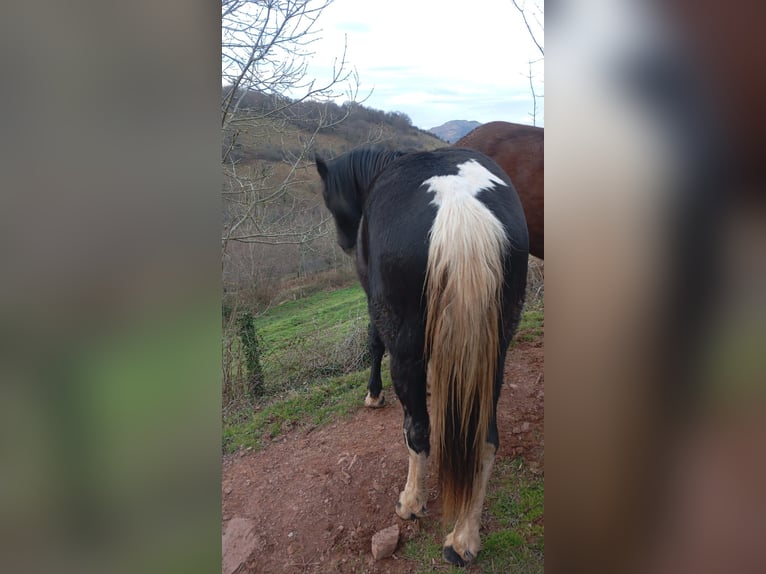 Pintos Mare 1 year in La Fuliola