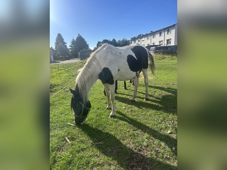 Pintos Mare 20 years 14,2 hh Pinto in Muldestausee