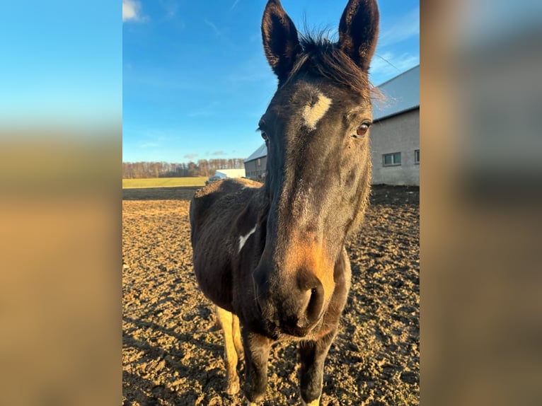 Pintos Mix Mare 20 years Pinto in FernaKaltohmfeld