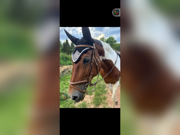 Pintos Mare 23 years 15,2 hh Pinto in Saarbrücken