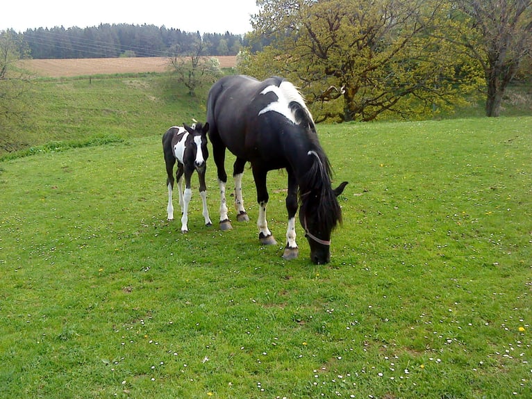 Pintos Mix Mare 24 years 14.1 hh Pinto in Feistritz ob Bleiburg