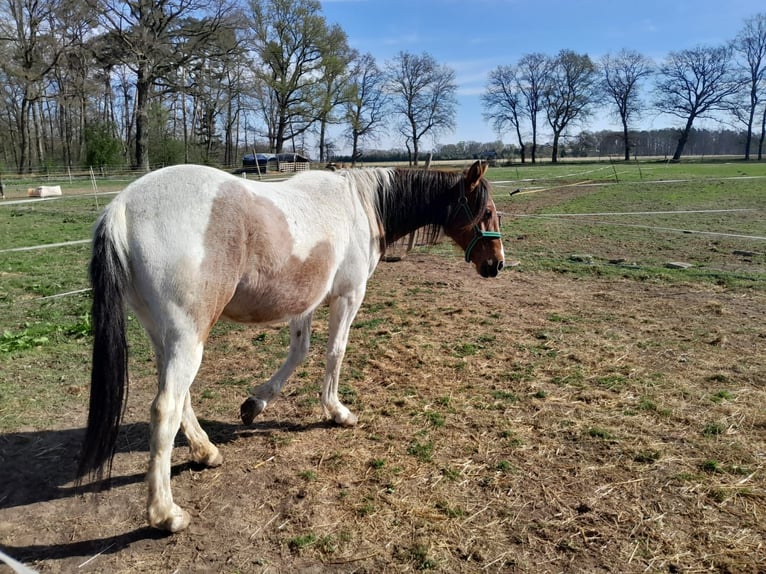 Pintos Mare 2 years 13,3 hh Pinto in Neustadt am Rübenberge