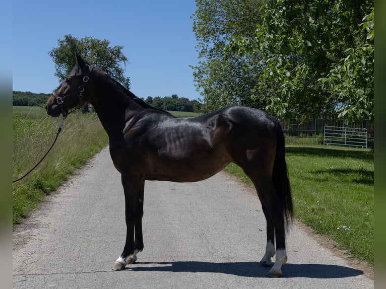 Pintos Mare 2 years 14,1 hh Black in Kappelen