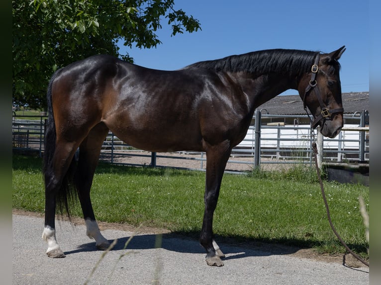 Pintos Mare 2 years 14,1 hh Black in Kappelen
