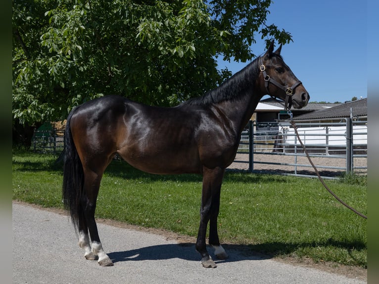 Pintos Mare 2 years 14,1 hh Black in Kappelen