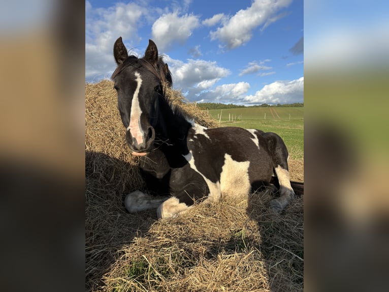 Pintos Mare 2 years 14,1 hh in Demmin