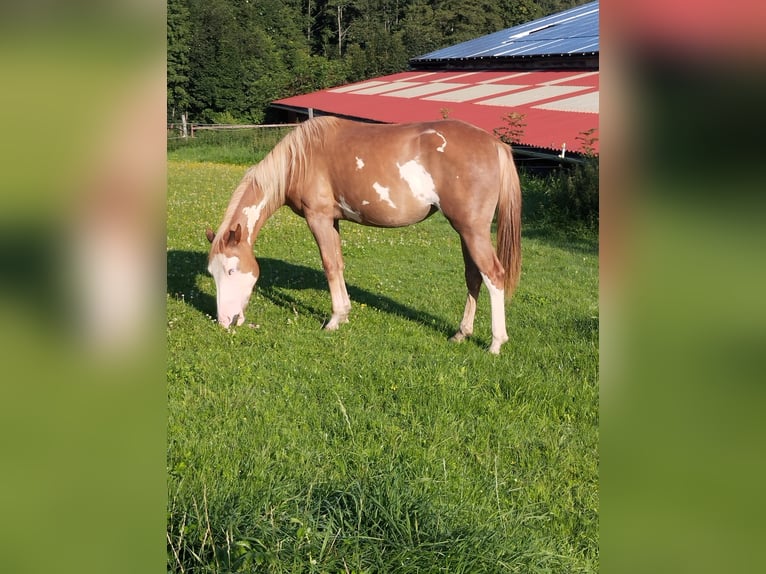 Pintos Mix Mare 2 years 14,3 hh Chestnut-Red in Rödleiten Pintos Mix Mare 2 years 14,3 hh Chestnut-Red in Rödleiten