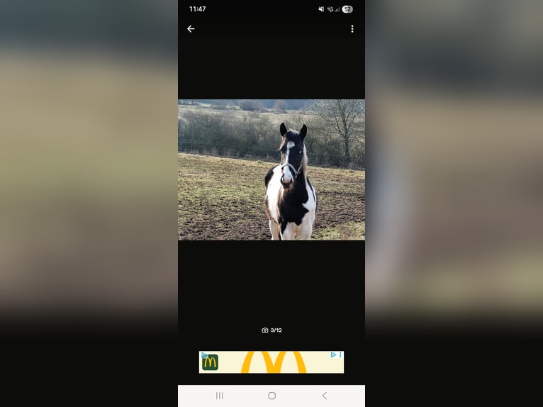Pintos Mix Mare 2 years 15.1 hh Pinto in Treffurt