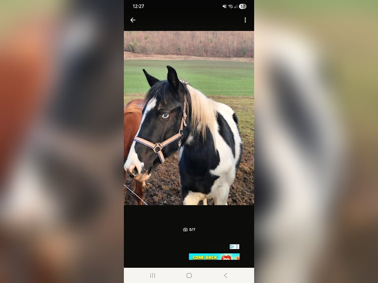 Pintos Mix Mare 2 years 15.1 hh Pinto in Treffurt