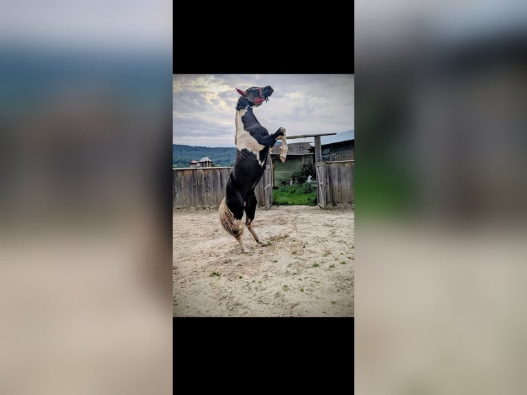 Pintos Mix Mare 2 years 15.1 hh Pinto in Treffurt