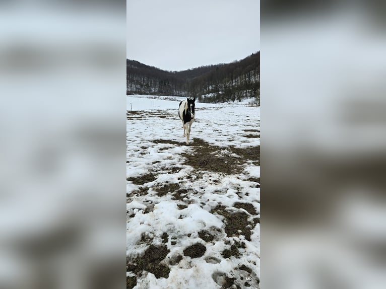 Pintos Mix Mare 2 years 15.1 hh Pinto in Treffurt