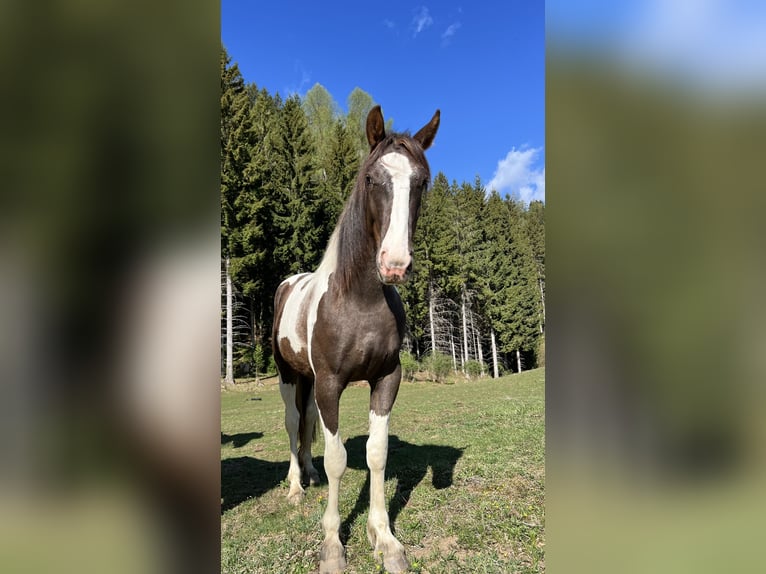 Pintos Mix Mare 2 years 15.1 hh Pinto in Katsch