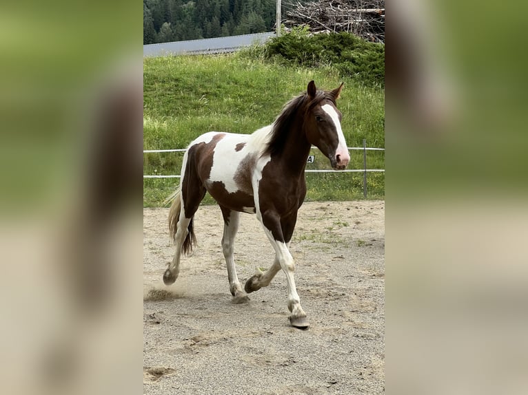 Pintos Mix Mare 2 years 15.1 hh Pinto in Katsch