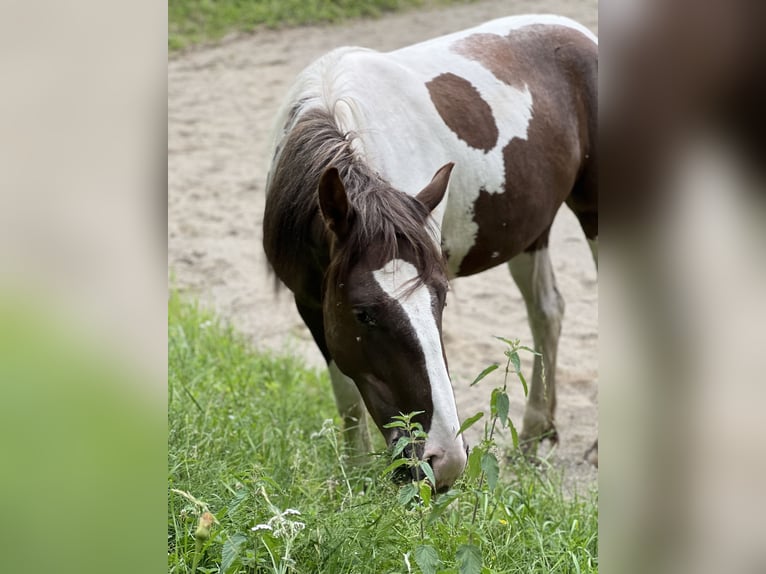 Pintos Mix Mare 2 years 15.1 hh Pinto in Katsch