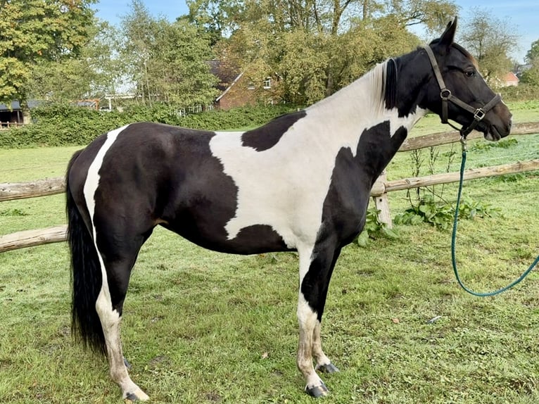 Pintos Mare 2 years 15.2 hh Pinto in Westerstede