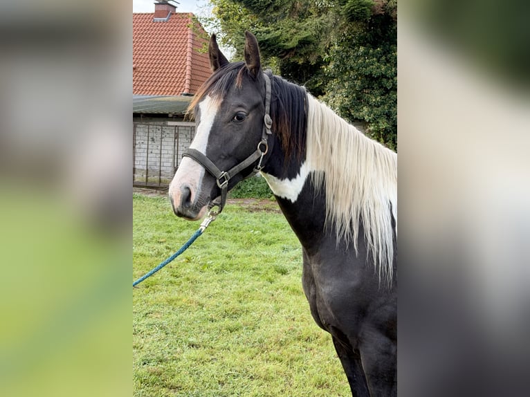 Pintos Mare 2 years 15.2 hh Pinto in Westerstede