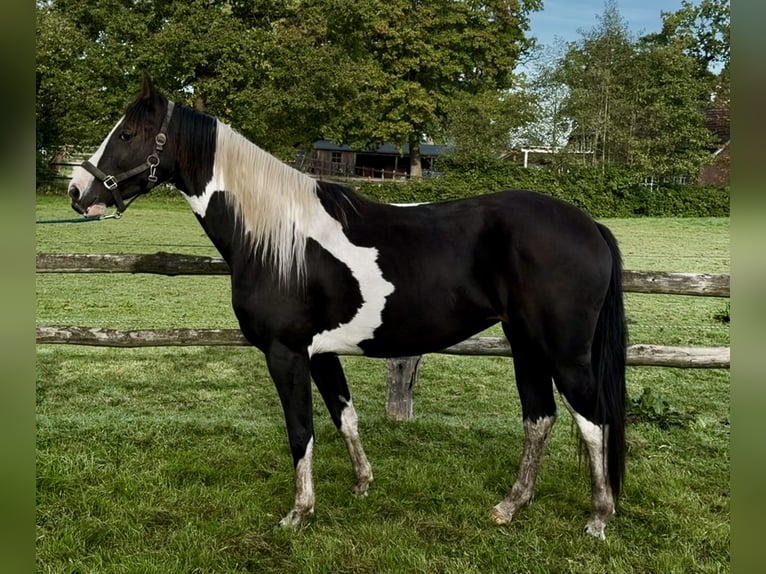 Pintos Mare 2 years 15.2 hh Pinto in Westerstede