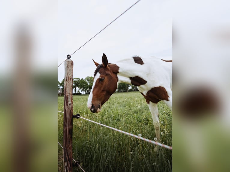 Pintos Mare 2 years 15.3 hh Pinto in Kalkar