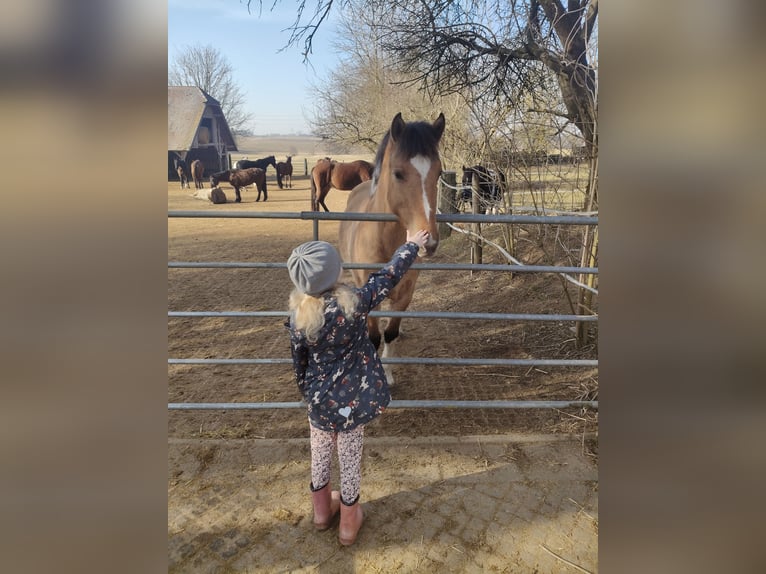 Pintos Mare 2 years 15 hh Buckskin in M&#xFC;nchberg