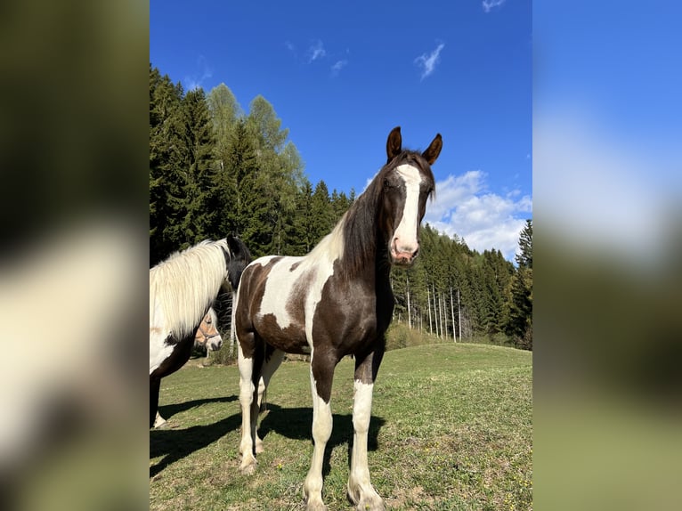 Pintos Mix Mare 2 years 15,1 hh Pinto in Katsch